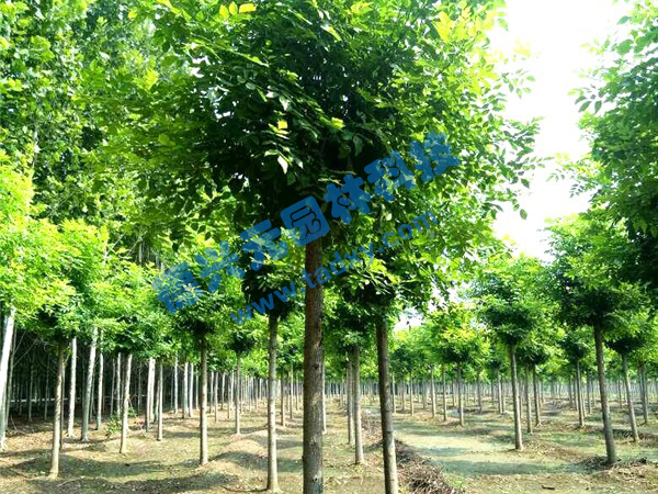 c鿴ԔϢ}Ϟ xΔ(sh)2279