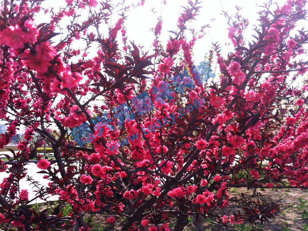 c鿴Ԕ(x)Ϣ(bio)} xΔ(sh)2195