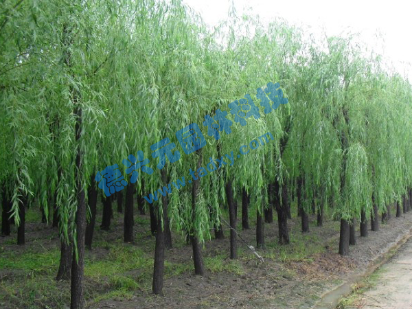 c鿴ԔϢ} xΔ(sh)2265