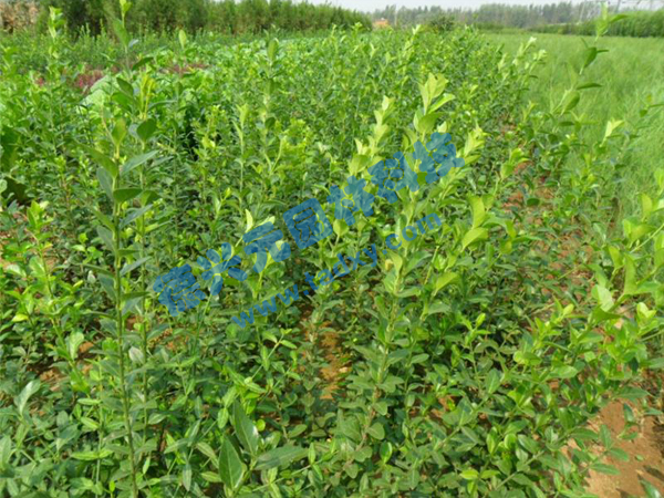 c鿴ԔϢ}~ xΔ(sh)2635