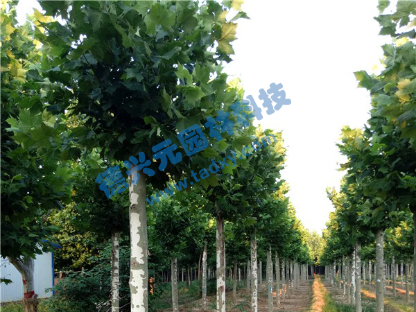 c鿴ԔϢ}ͩ xΔ(sh)2266