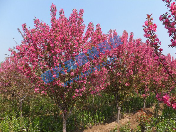 c鿴ԔϢ} xΔ(sh)2271