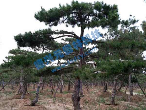 c鿴ԔϢ} xΔ(sh)2341