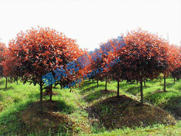 c鿴ԔϢ}t~ʯ骘 xΔ(sh)2576