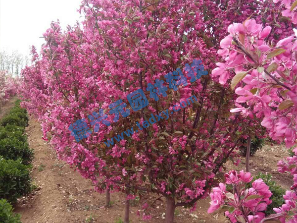 c鿴Ԕ(x)Ϣ(bio)}k xΔ(sh)2118