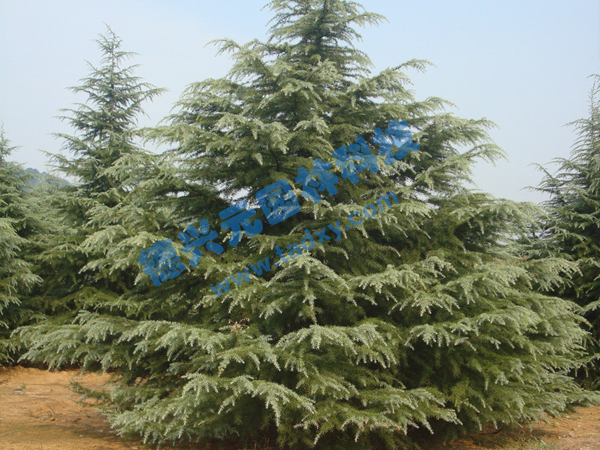 c鿴ԔϢ}ѩ xΔ(sh)1843