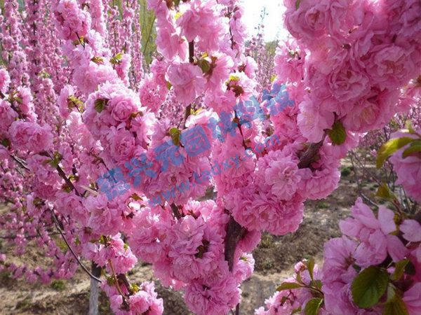 c鿴ԔϢ}ѻ xΔ(sh)1882