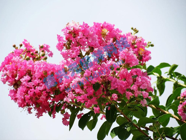 c鿴ԔϢ}ޱ xΔ(sh)1836